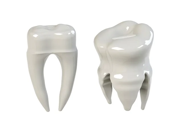 Коренные зубы человека — стоковое фото