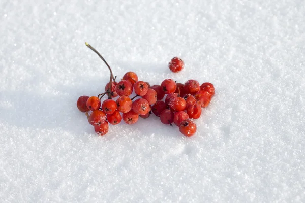 Frozen rowan berries Royalty Free Stock Images