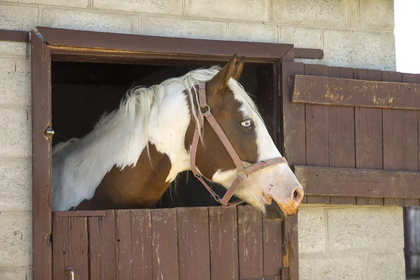 Koń w stodole — Zdjęcie stockowe
