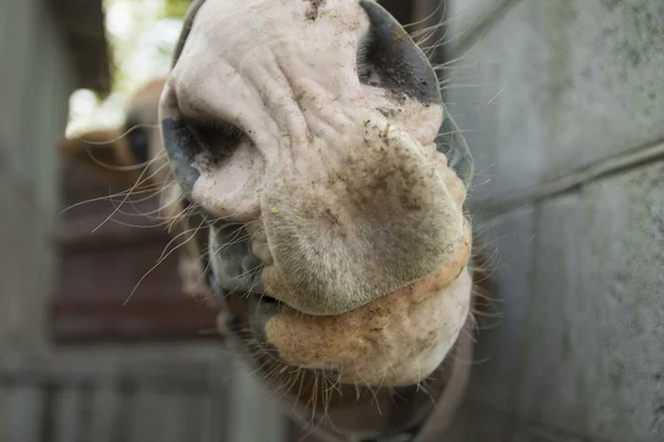 Koń się uśmiecha — Zdjęcie stockowe