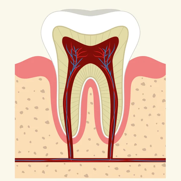 Anatomía de dientes y encías humanas — Vector de stock