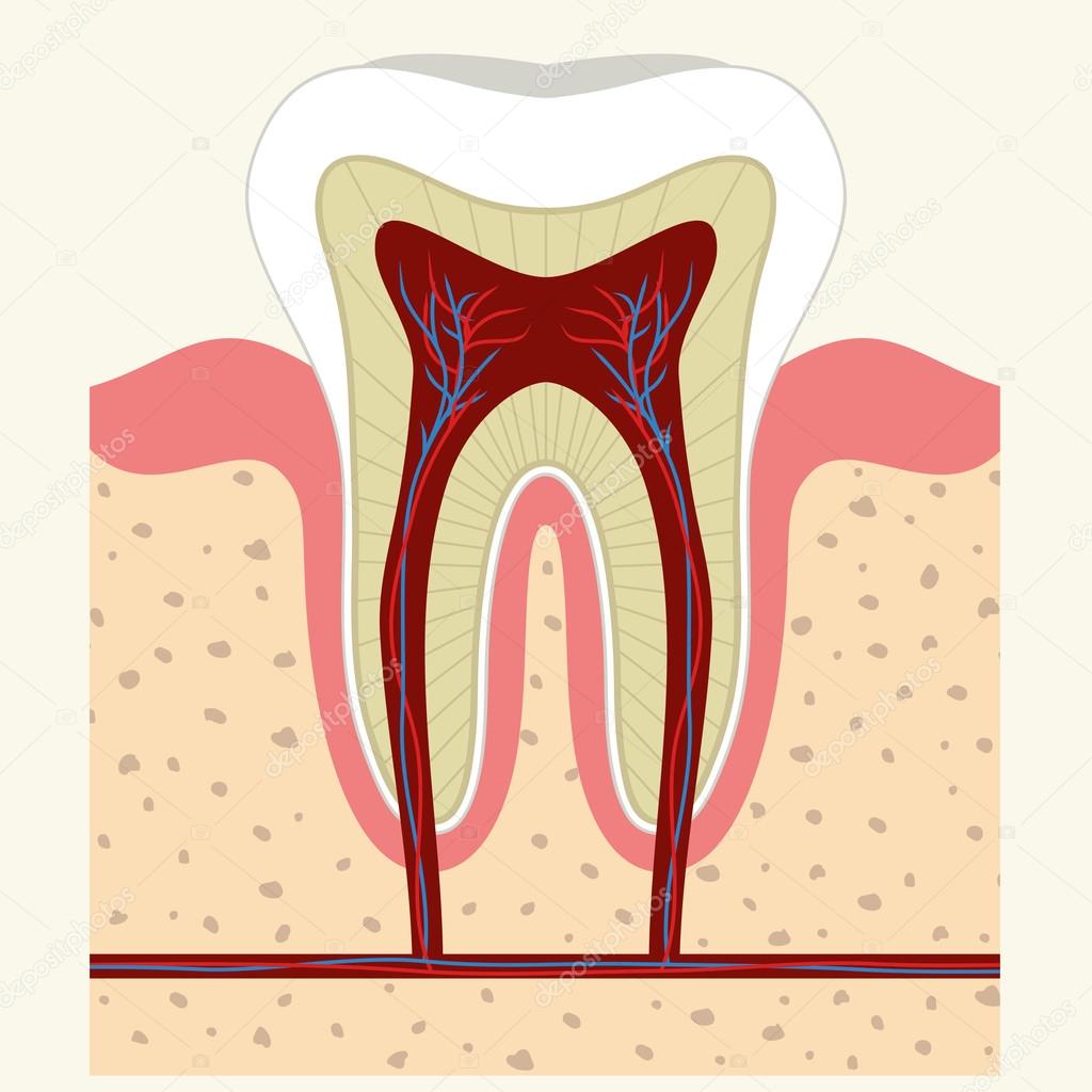 Root canal Vector Art Stock Images | Depositphotos