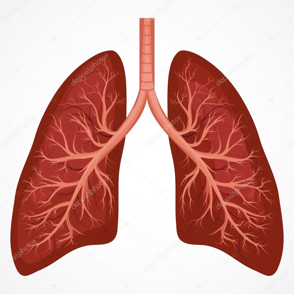 Human Lung anatomy diagram