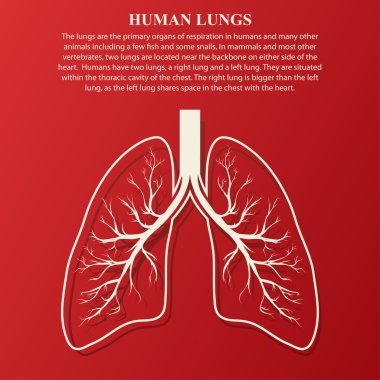 Akciğer anatomisi illüstrasyon insan