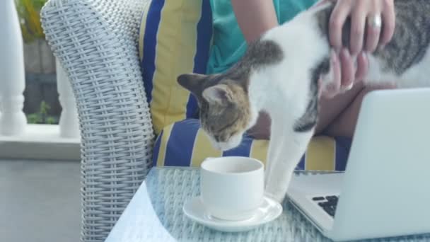 Vacker blond kvinna med katt och kaffe sittande utomhus. — Stockvideo