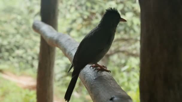 Seychelles bulbul in tropical jungle. — Stock Video