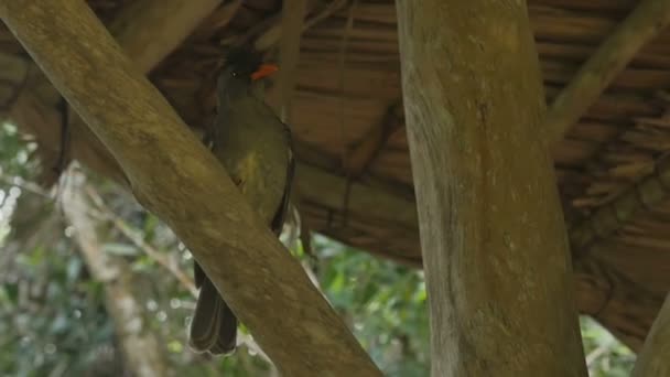 Seychellerna bulbul i tropisk djungel. — Stockvideo