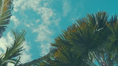 Hindistan cevizi hurma ağaçları perspektif görünüm.