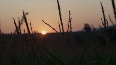 Çok güzel bir sabah çayır Sunrise.