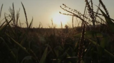 Çok güzel bir sabah çayır Sunrise.