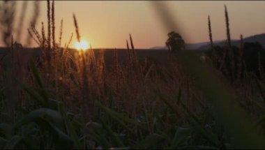 Çok güzel bir sabah çayır Sunrise.