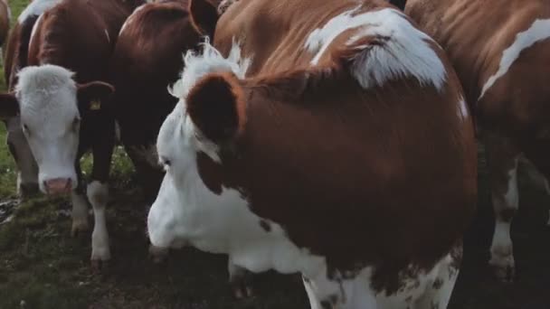 Besättning av unga kalvar tittar på kameran. — Stockvideo