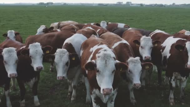 Herd of young calves looking at camera. — Stock Video