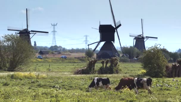 Větrný mlýn v Holandsku s krávy pasoucí se na zelené louce. — Stock video