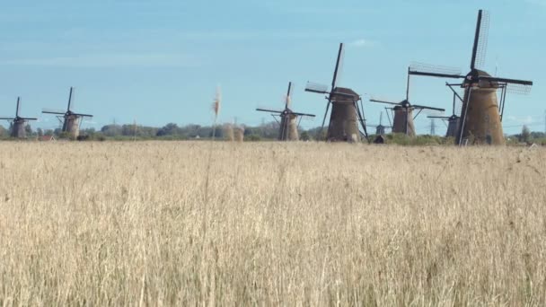 Forntida väderkvarnar nära Kinderdijk, Nederländerna. — Stockvideo