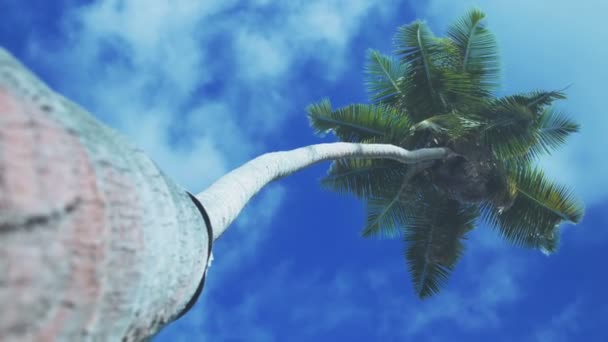 Green palm tree on blue sky background. — Stock Video