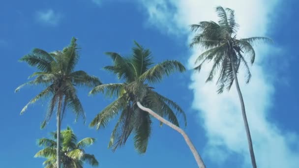 Palmeras de coco sobre fondo azul del cielo. — Vídeos de Stock