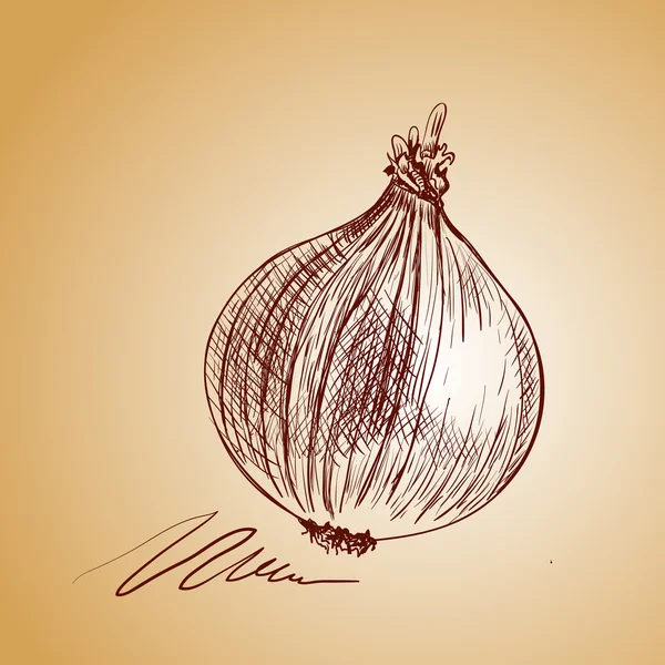 Fond vectoriel croquis oignon. Légumes d'illustration . — Image vectorielle