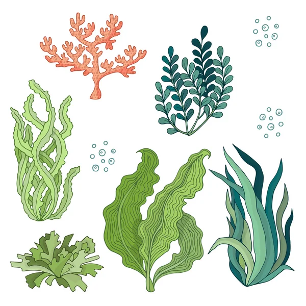 Set aus Aquarell-Algen - Vektorillustration — Stockvektor