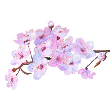 Suluboya kiraz çiçek açması pembe