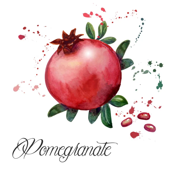 Fruit pomegranate — Stock Vector