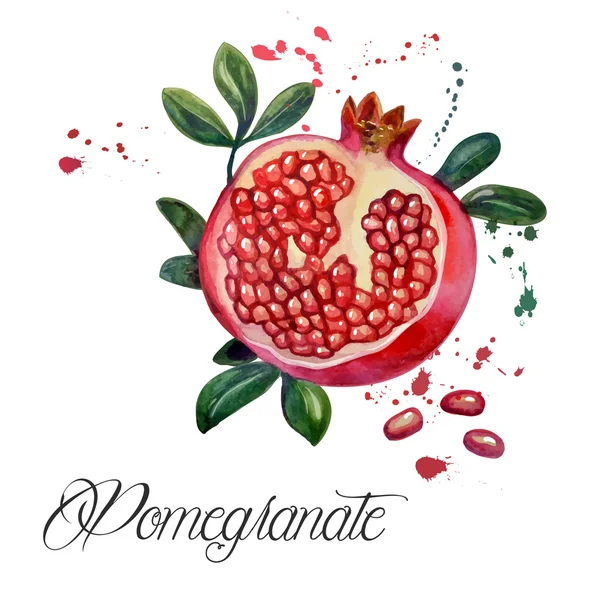 picture Melograno Disegno Stilizzato melograno vettori stock immagini