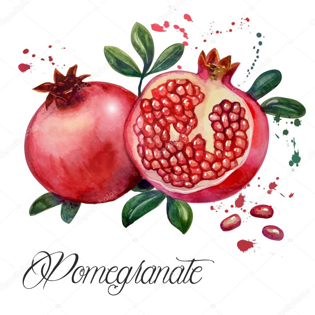 stock illustration fruit pomegranate