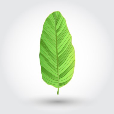 Muz yaprakları vektör simgesi