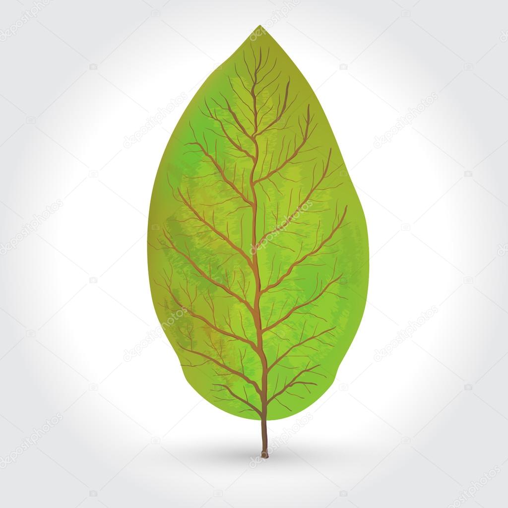 tobacco leaves vector illustration