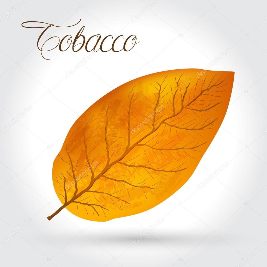 tobacco leaves vector illustration