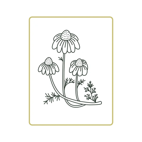 Kamille Blüten Vektor Illustration auf weiß — Stockvektor