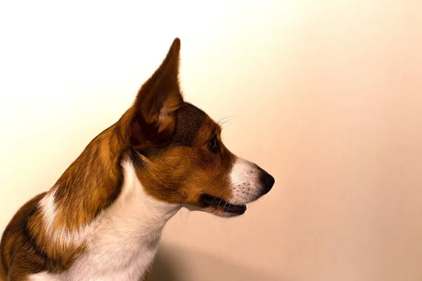 Malý Krásný Plnokrevný Pes Corgi — Stock fotografie