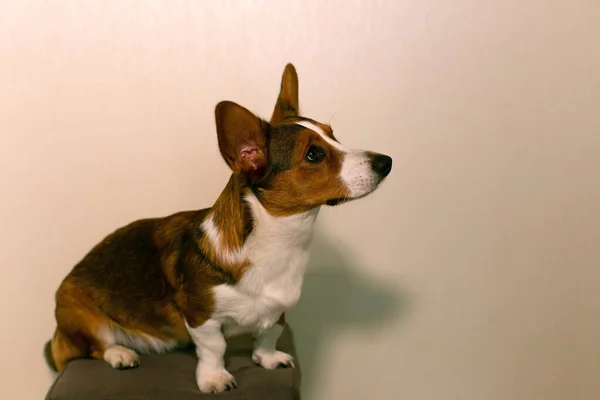 Perro Pequeño Hermoso Pura Sangre Corgi —  Fotos de Stock