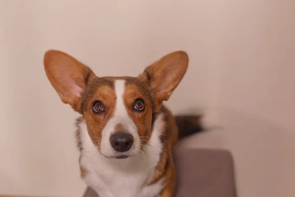 Den Vackra Smarta Unga Hunden Corgi — Stockfoto