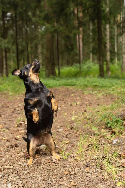 Den Lilla Vackra Hunden Parken — Stockfoto