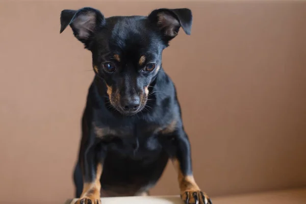 Krásný Malý Zábavný Černý Pes — Stock fotografie
