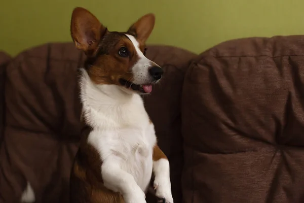 Perrito Pequeño Divertido Hermoso Corgi —  Fotos de Stock