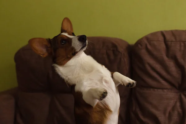 Pequeno Cão Bonito Engraçado Corgi — Fotografia de Stock