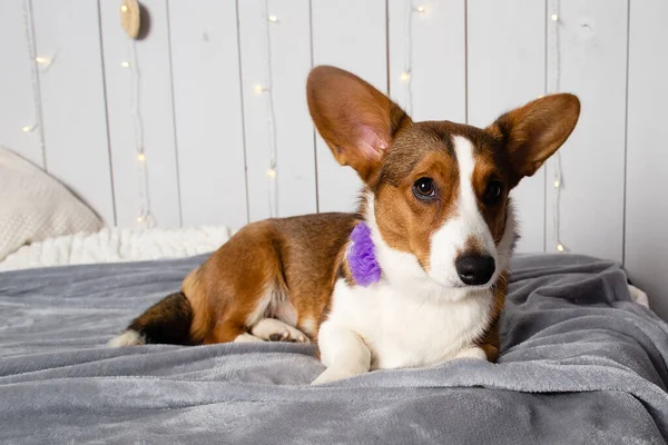 Beautiful Corgi Dog Favorite Pet — Stock Photo, Image