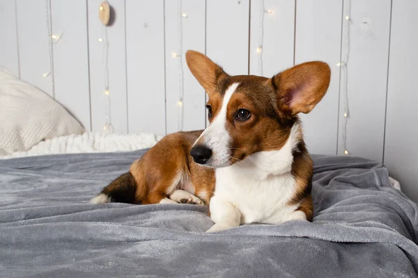 Beautiful Corgi Dog Favorite Pet — Stock Photo, Image