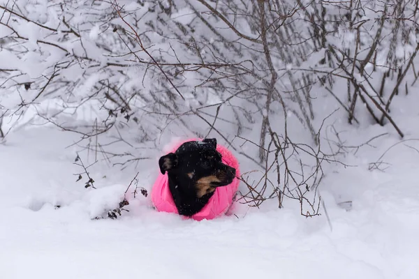 Cãozinho Preto Neve — Fotografia de Stock