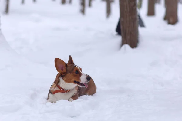 Lindo Cachorrinho Neve Corgi — Fotografia de Stock