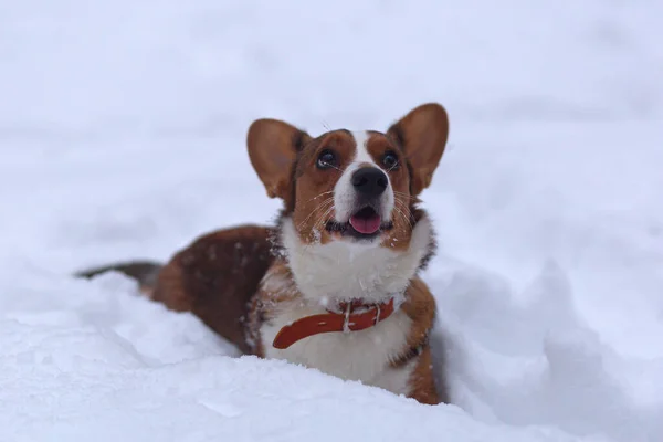 Den Roliga Lilla Hunden Snön Corgi — Stockfoto