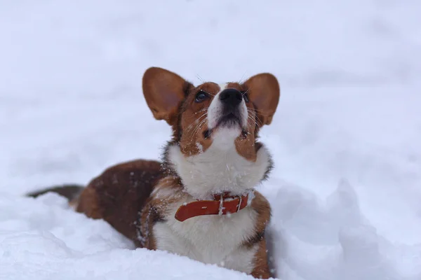 Simpatico Cagnolino Nella Neve Corgi — Foto Stock