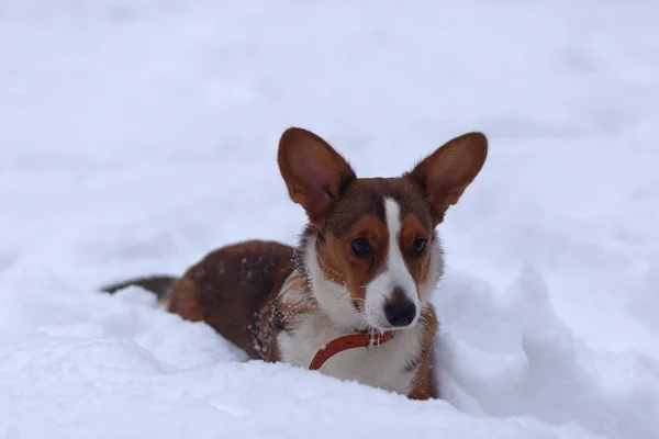 Cãozinho Engraçado Neve Corgi — Fotografia de Stock