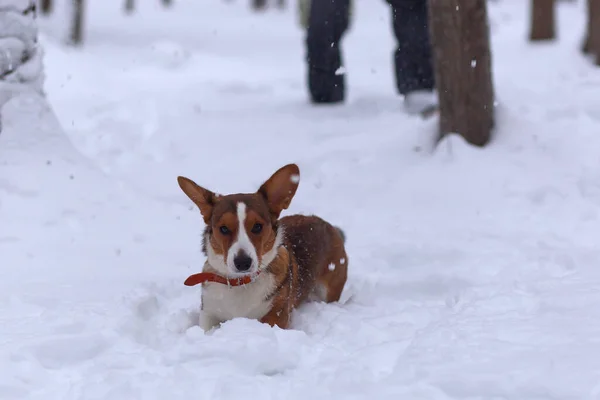 Lindo Cachorrinho Neve Corgi — Fotografia de Stock