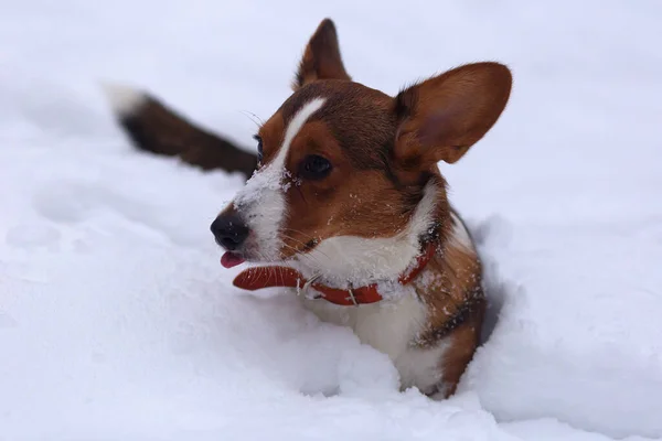 Lindo Cachorrinho Neve Corgi — Fotografia de Stock