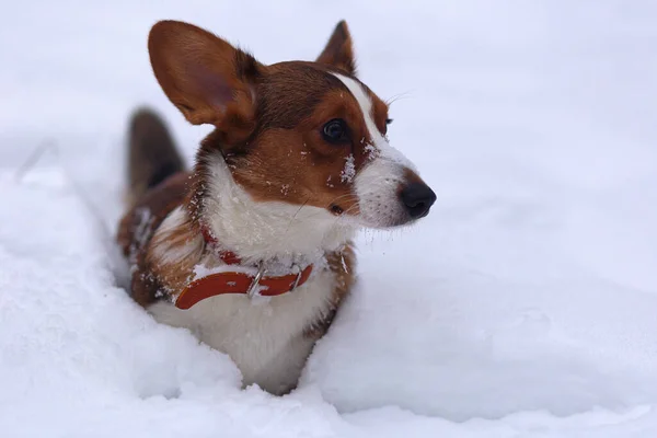 Simpatico Cagnolino Nella Neve Corgi — Foto Stock