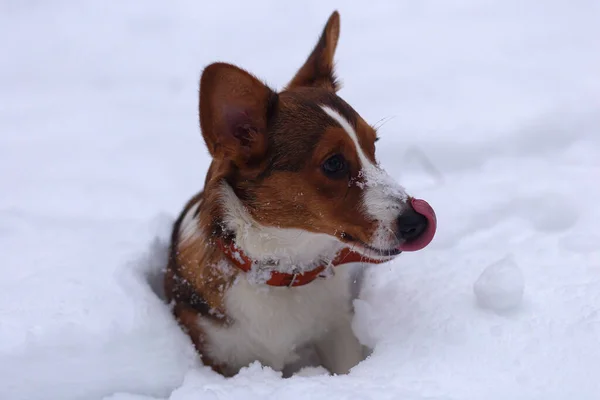 Cãozinho Engraçado Neve Corgi — Fotografia de Stock