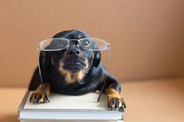 Anjing Hitam Lucu Berkacamata — Stok Foto